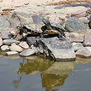 We rescue red eared sliders and give them a tank free home.