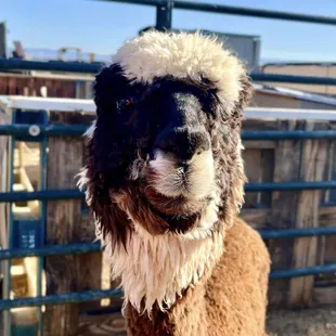 Patches loves carrots and will prance over to the fence in eager anticipation