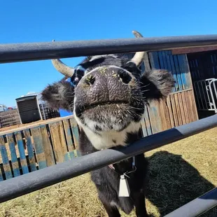 Moodonna love to snatch snacks with here big ole tounge