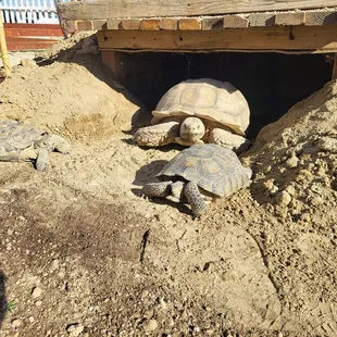 Out tortoises and turtles share an amazing environment and a safe place to live life to the fullest