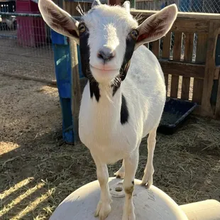 Gizmo says good morning