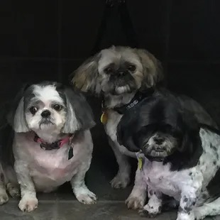 Barb's Dog Grooming