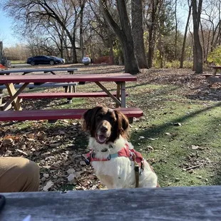 a dog sitting at a picnic table
