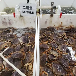 a container full of crabs