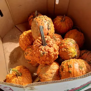 a box of pumpkins