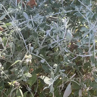 Plants in the outdoor sitting area