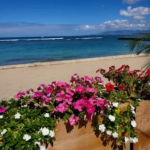 Oceanfront and Waikiki Skyline Views