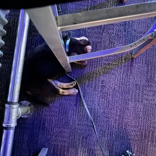 a dog on a leash and a pair of shoes