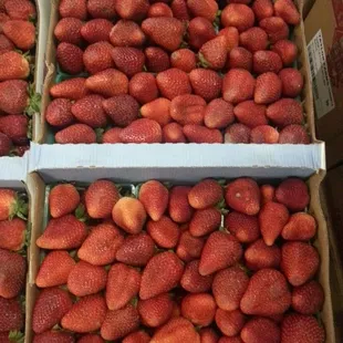 a box of strawberries ready to be picked