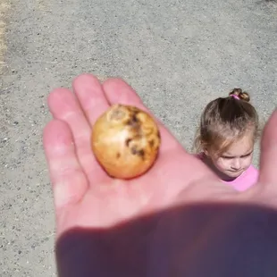 This thing is hard and almost hollow,  not sure what it is.