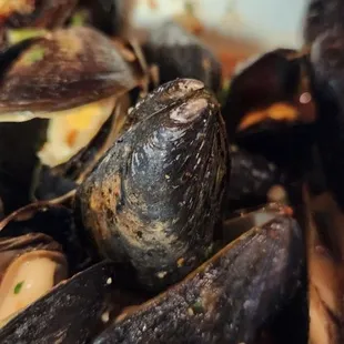 Mussels