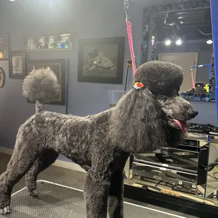 Standard Poodle