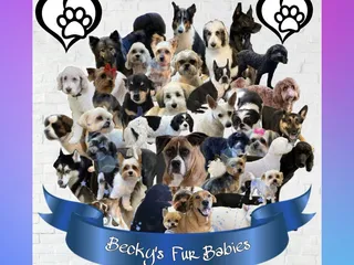 Becky’s Fur Babies Dog Grooming Salon