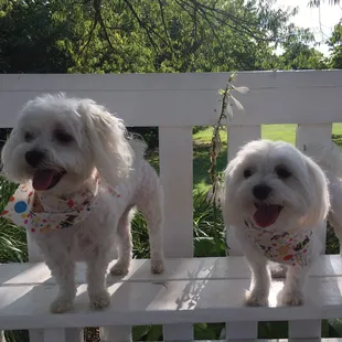 Thank you Bark Avenue, you guys are wonderful! Leia and Sadie love going here and they ALWAYS look great when I pick them up.