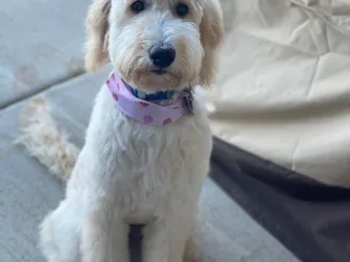 Diamond Dog Pet Salon & Spa