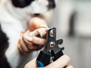 Furry Land Mobile Grooming