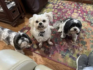 Paw Prints Midwest City