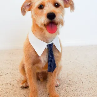 Einstein after haircut number 2 with Griselda!