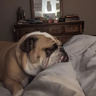 This is my three year old baby Spike