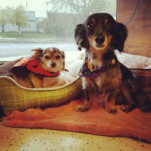 Bark Avenue Inn and Daycare