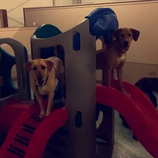 Bark Avenue Inn and Daycare