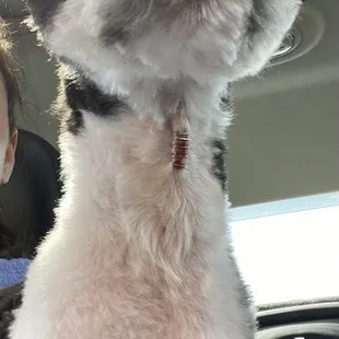My brother's dog needed STAPLES in her throat from being cut from a simple haircut!!!