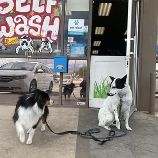 Max and Dusty much preferred this time the backyard on a cold windy day!
