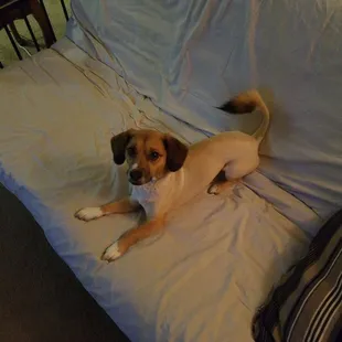 His first time getting groomed he got a lion cut came out pretty good!