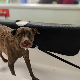 A dog who hates baths in one of Bark Avenues tubs