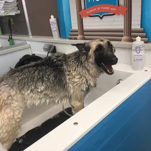 My dog Pixie loving her bath!