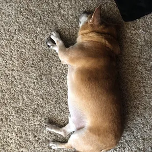 Bruno napping after Bark Avenue cleaned him up!