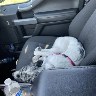 Josie exhausted from her day at daycamp!