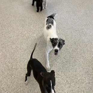 Josie playing with new friends