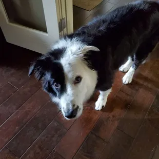 Bath, haircut, groomed