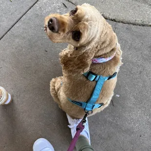 Fur babes at bark coffee
