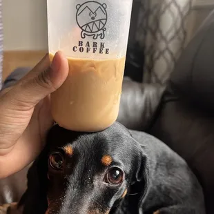 Lavender Latte iced with oatmilk :) pup not included