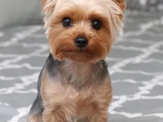 Wags N Whiskers