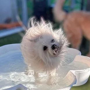 Sake it off, shake it off!