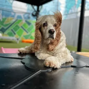 Harry is just hanging out.