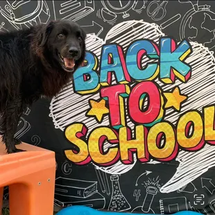 Maverick posing for his Back To School photos at Bark