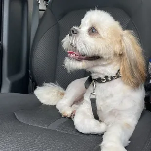 Boss after One Dog (with Group Daycare) Full Day