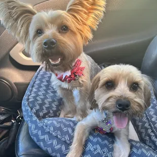 Champ &amp; Alfred's fresh do.