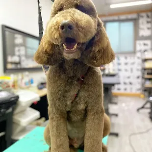 Doodle Groom. We love doods!