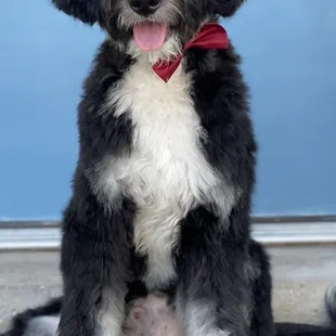 Jax the grateful dood!