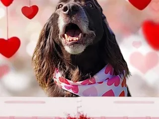 The Pooches Playhouse