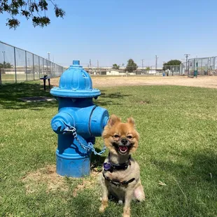 Sancho posing next to the SE hydrant in the small dog area.