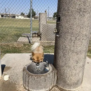 Sancho enjoying some quenching water straight to the face.
