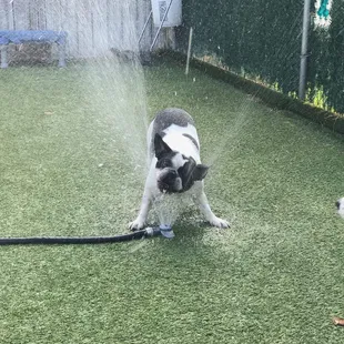 He loves being outside and playing in the water. They know with his breed to not keep him outside for long.