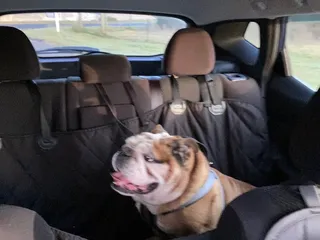 BLUFF DOG & CAT BOARDING KENNEL