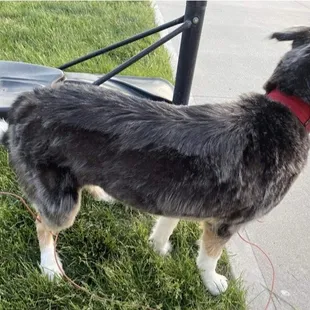 Worst grooming job ever!